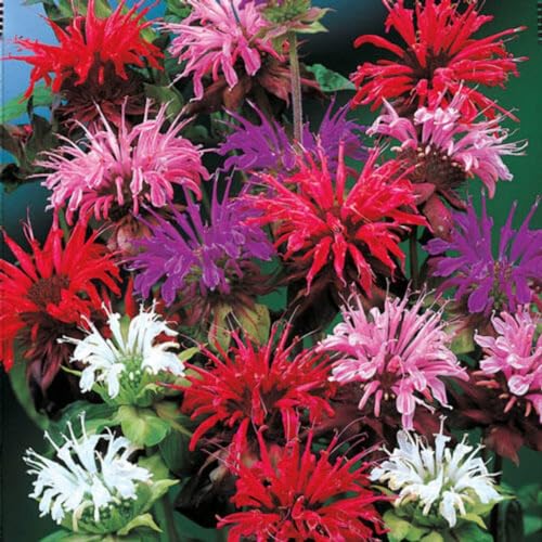 Bee Balm Flower Seeds - Monarda Didyma