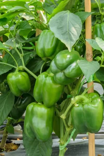 Veg Org VS547-Capsicum Green Bell Pepper-500-Seeds