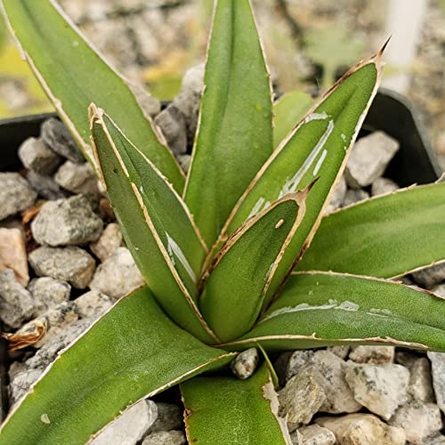 Agave Victoria Reginae Variegata Cacti Cactus Succulent Real Live Plant #TOP1