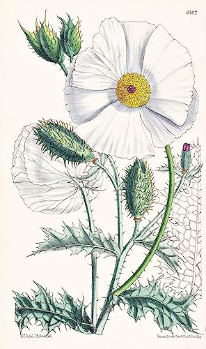 Argemone hispida. Tab. 6402 - Colorado California Kalifornien / Mohn poppy / Pflanze Planzen plant plants / flower flowers Blume Blumen / botanical Botanik botany / aus 