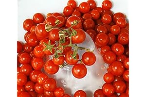 Sweet Pea Currant Tomato Seeds: Bountiful Harvest, Exceptional Flavor