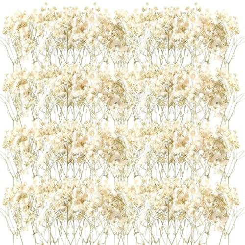 Flores Secas Manualidades – Flores Secas Decoracion Elegantes y Naturales, Paniculata Preservada para Todo Tipo de Decoraciones