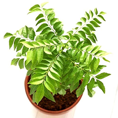 Live curry leaf plant include pot (Curry patta plant)