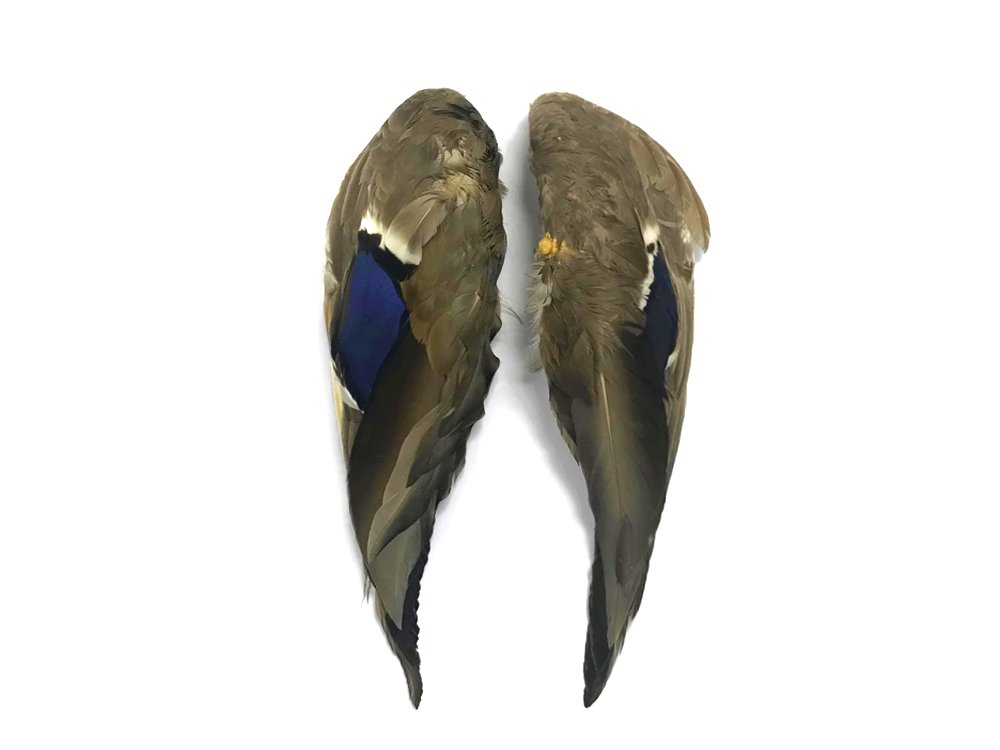 Moonlight Feather | 1 Pair - Iridescent Blue Complete Mallard Duck Wing Feather Set