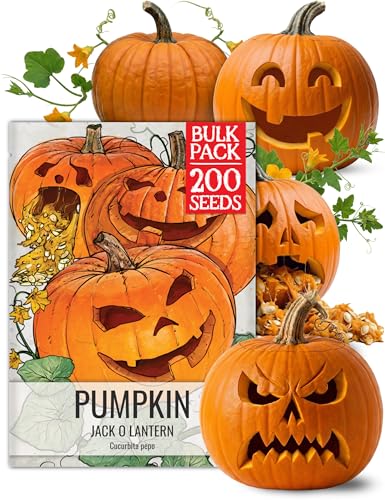 Seed Needs Jack O Lantern Pumpkin Seeds for Planting | Non-GMO Heirloom & Untreated | Bulk Carving...