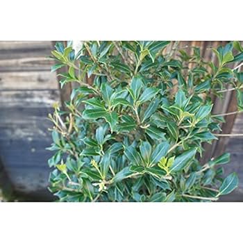 ‼️相木千栞‼️山取り枯木ヒイラギ ヒイラギ（柊） 樹高1.8m前後 露地苗 シンボルツリー 常緑樹