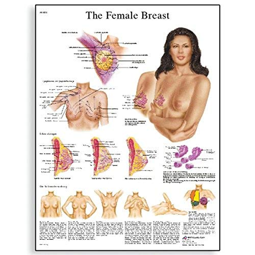 3B Scientific VR1556UU Glossy Paper The Female Breast Chart Anatomy, Pathology and Self-Examination,...