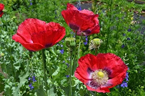 Miniatura 2 de Semillas de papaver de amapola roja gigante Somniferum Premium para paquete de plantación