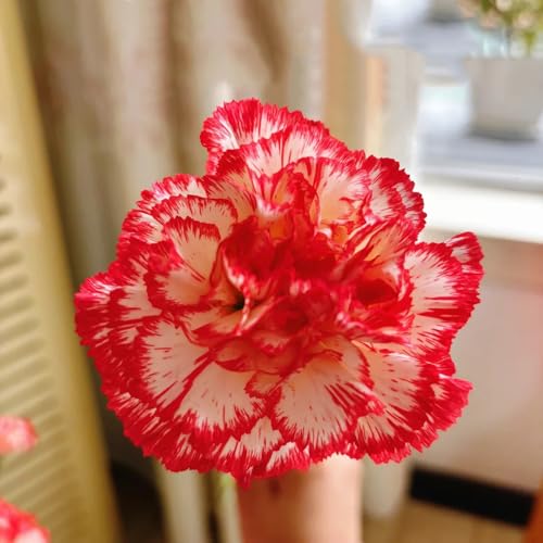 semi di garofano - balcone esotiche resistenti giardino perenni 50pcs