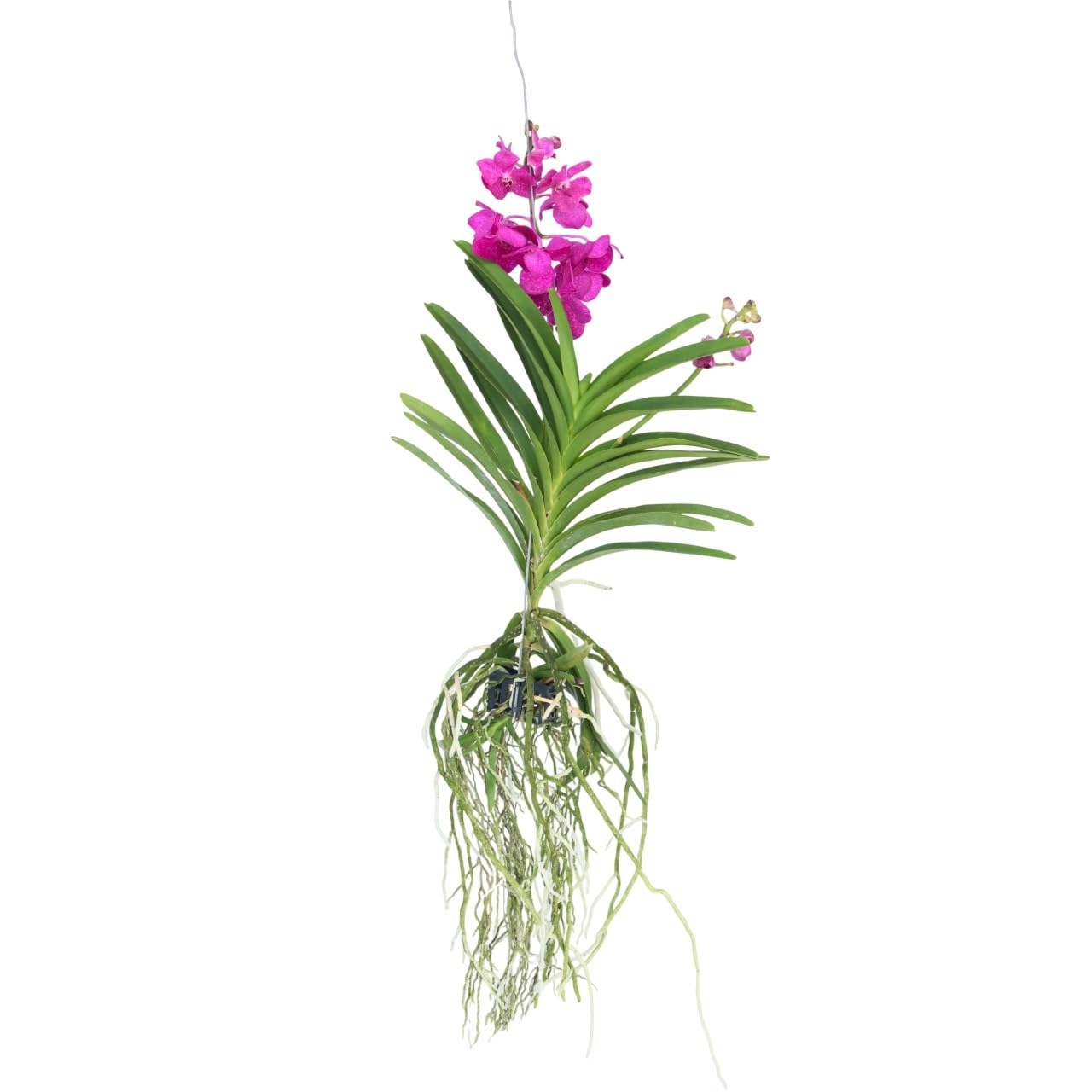 Plant in a Box - Orchidea Vanda 'Tayanee Cerise' - Kremowo-biała - Wysokość 65cm