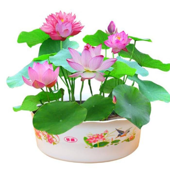 Organic Lotus Flower Seeds (Mixed Varieties 20 Seeds Pack) (B0C5GDPC96) Amazon Price History, Amazon Price Tracker