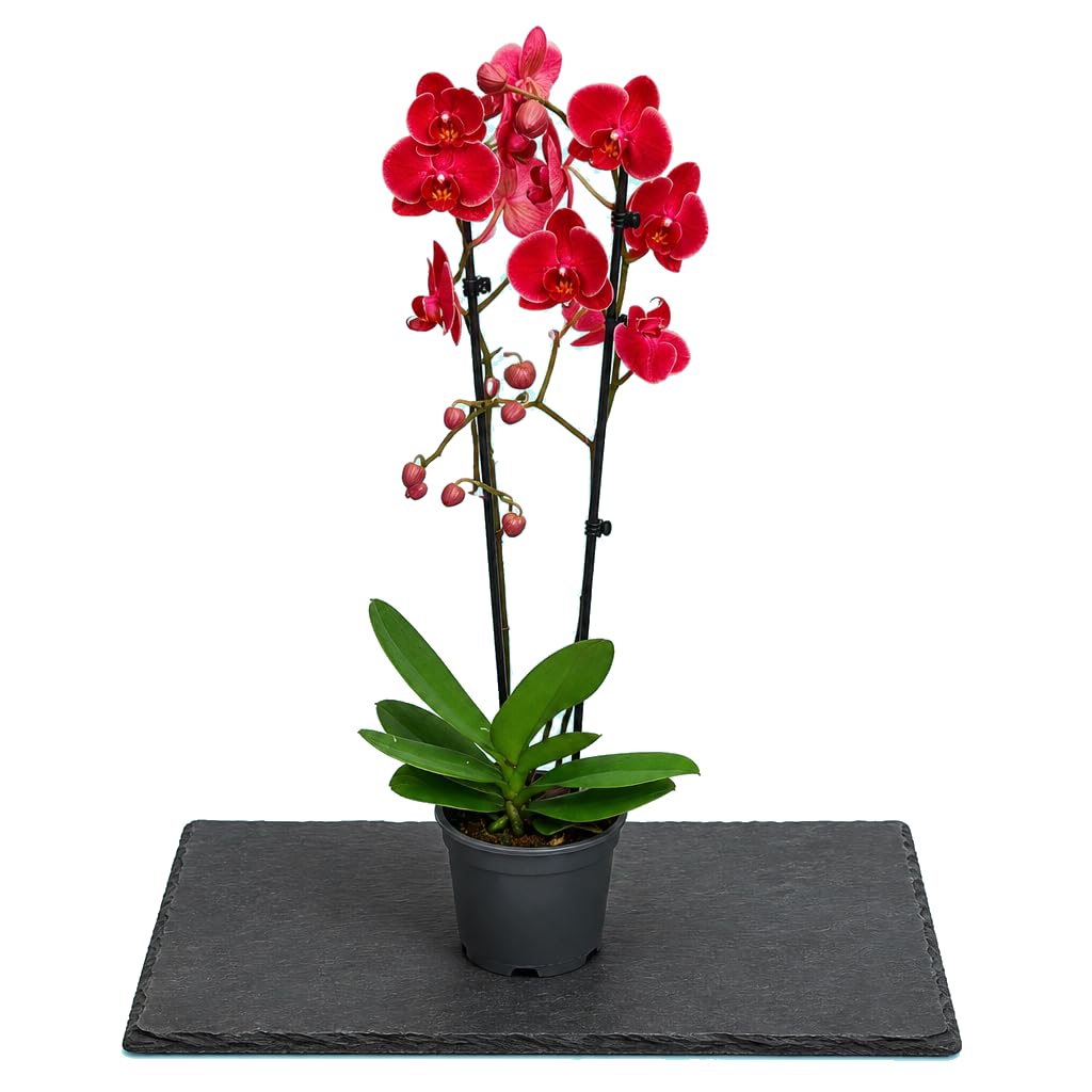 Orquídea de Interior Phalaenopsis 2 Troncos DECOALIVE | Planta Viva Ornamental de Interior | 12 cm Diámetro | 55-65 cm