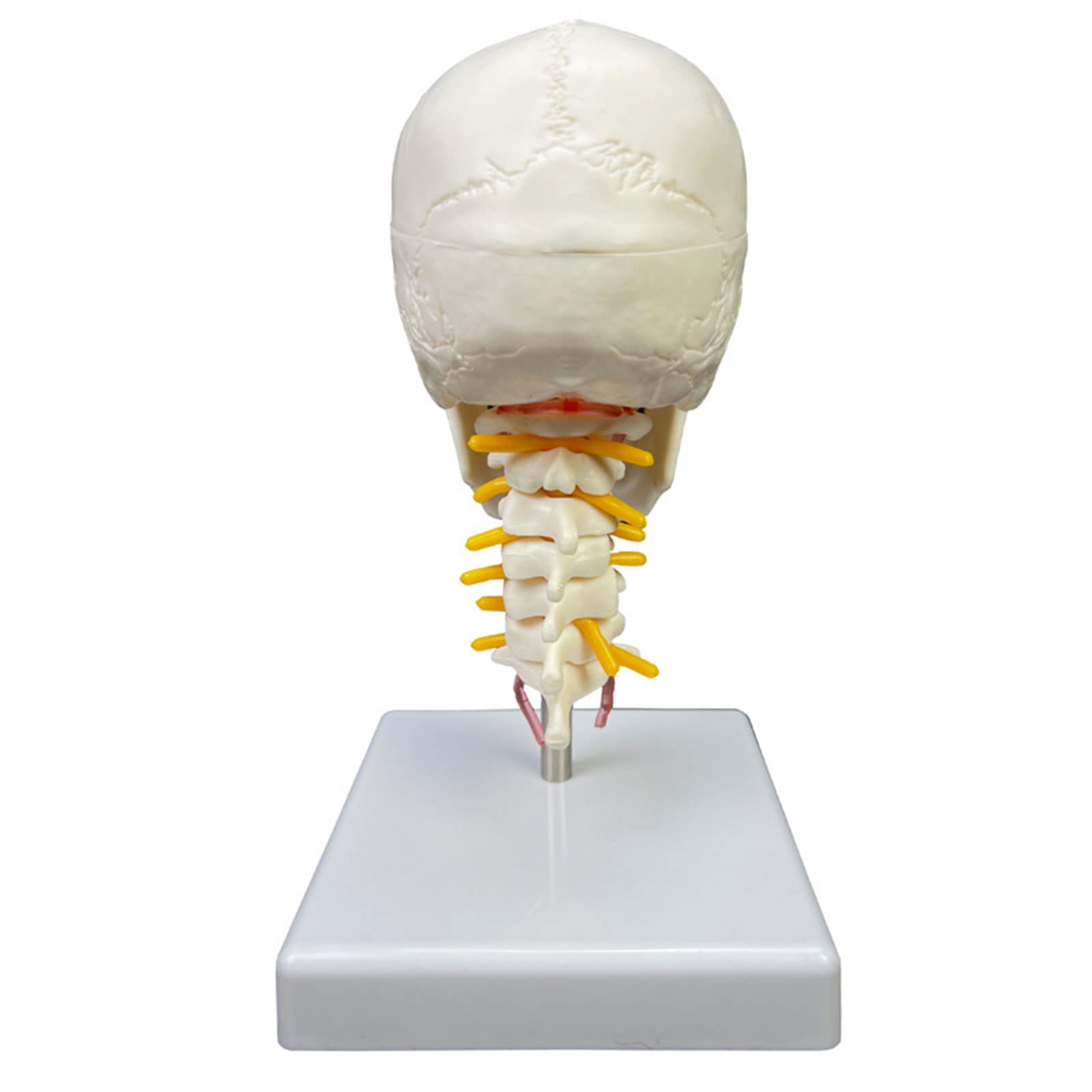 Cranio umano con vertebra cervicale Modello anatomico Scultura Fornitura medica per scienze Studio in aula Insegnamento del cranio umano con Vertebra cervicale Anatomico per Scienze Studio in aula