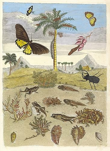 Affiche cerf Maria Sibylla Merian sans cadre en toile 50x70 cm d'art nature historique