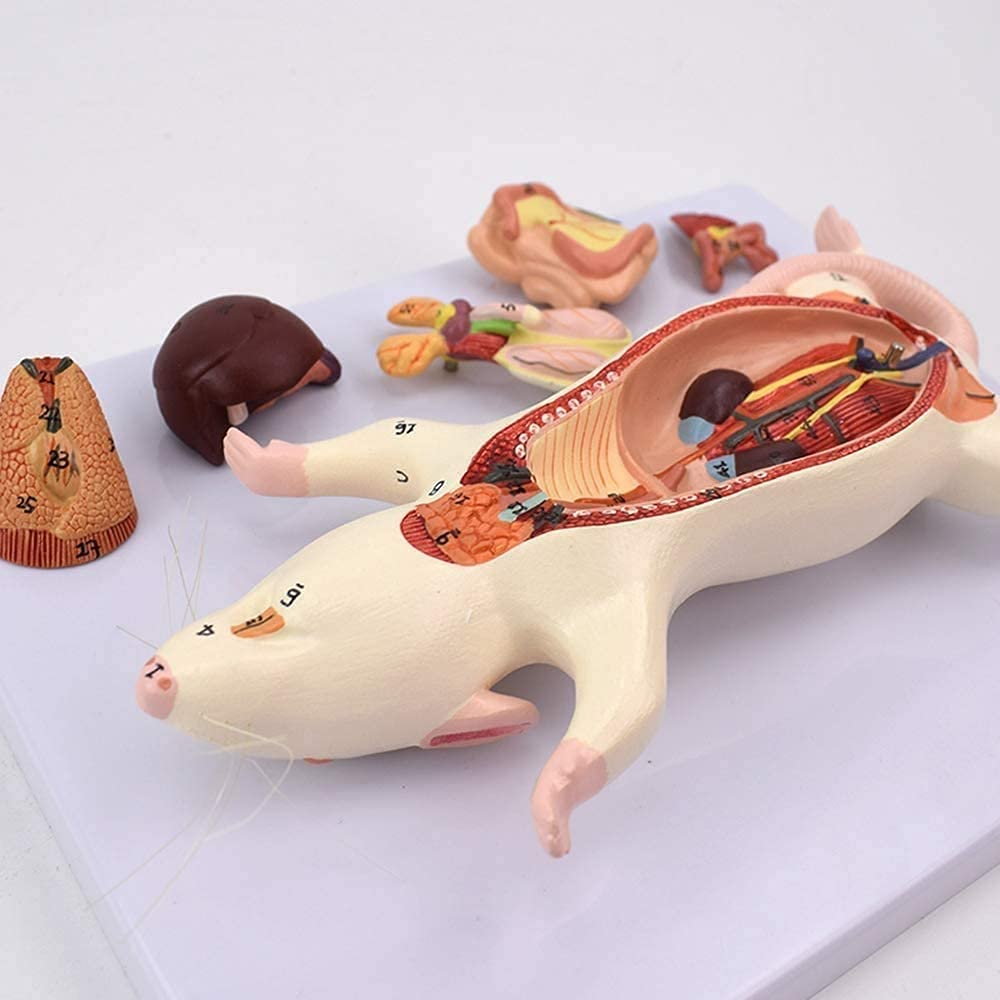 Modele Tułowia I Szkieletu Anatomiczne, Model Anatomiczny Szczura Anatomia Zwierzęta Edukacja Pomoc Szkoleniowa Medyczne Materiały Malowane Ręcznie Pomoce Dydaktyczne