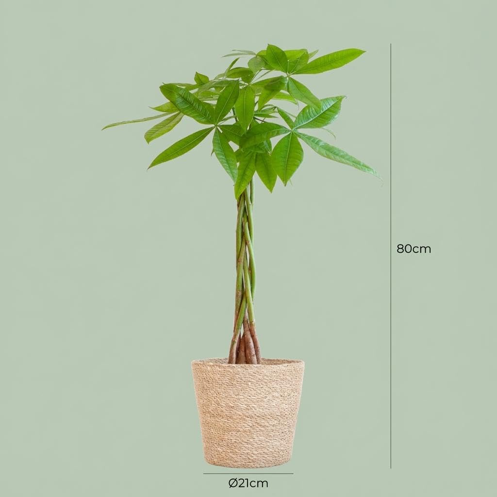 Pachira Aquatica con Maceta de Algas, Decoración, Natural, 80cm, Ø21