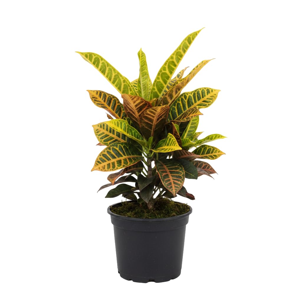Codiaeum Variegatum Petra Crotón Petra para Regalo Vegetal DECOALIVE Planta Natural Maceta 17 cm Diámetro Altura 50 cm