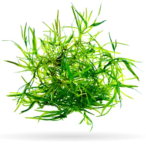 Buy Guppy Grass (Najas guadalupensis)