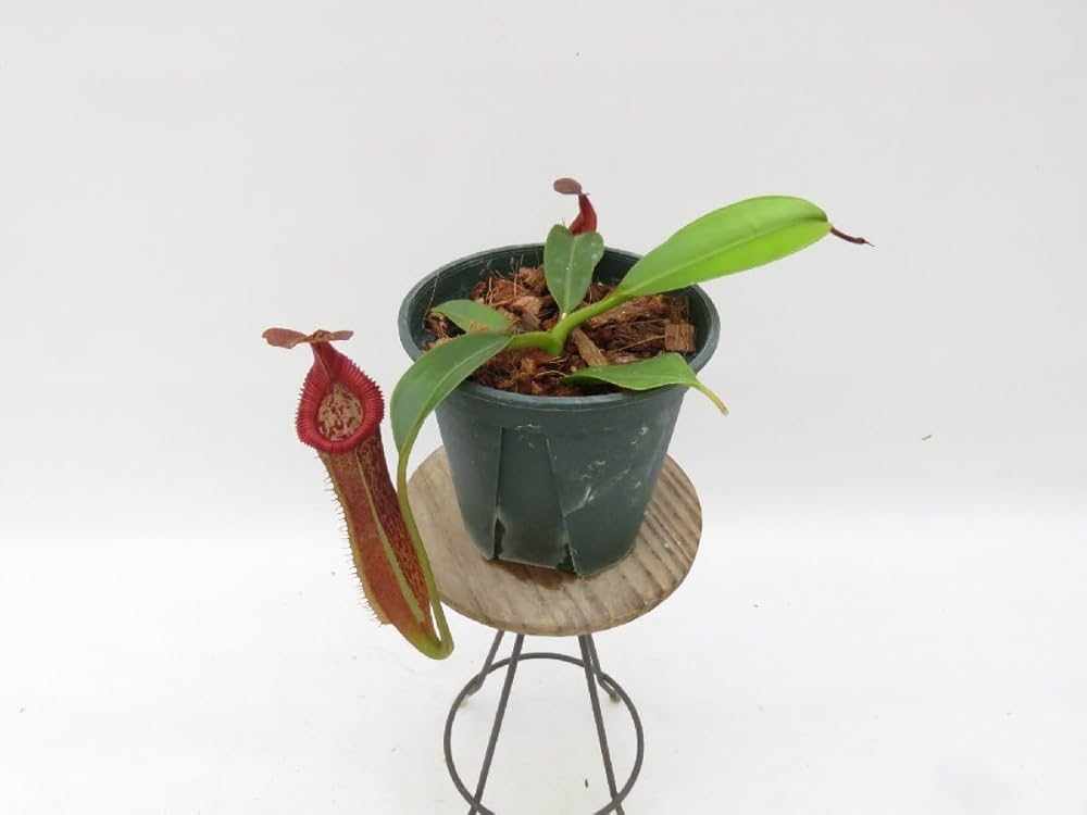 Amazon.co.jp: N.maxima (BE-3067) × N.edwardsiana kinabalu