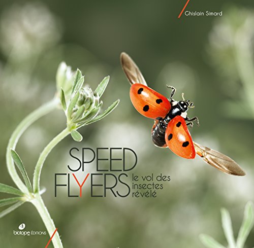 Speed flyers: le vol des insectes révélé