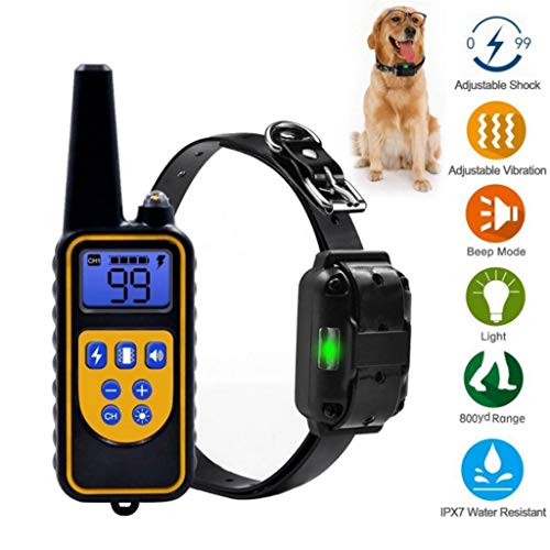 Collier dressage 800