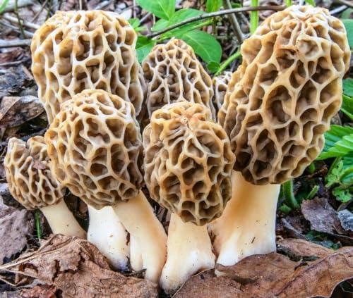 RAISE ME UP: Morel Mushrooms Spores (Morchella esculenta) Non GMO Heirloom 100 Seeds