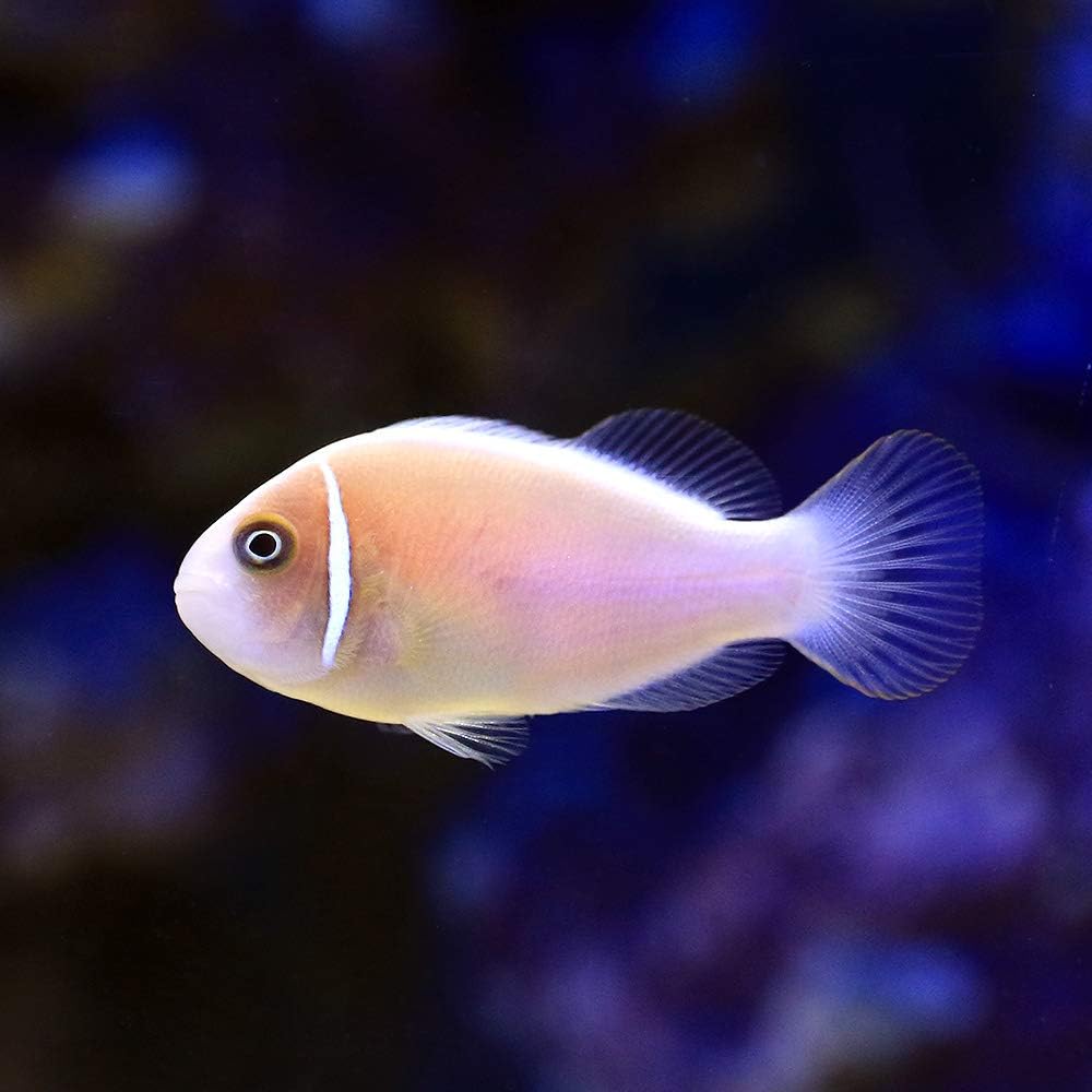 Amazon (海水魚)ハナビラクマノミ(ワイルド)(3匹) 北海道・九州航空便要保温 charm(チャーム) 観賞魚・水中生物 通販