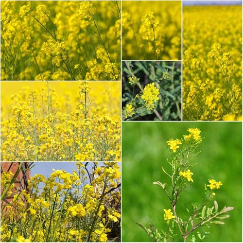 semillas de mostaza organicas - semillas de variedades antiguas Cama decorativas Techo verde mostaza para 500pcs