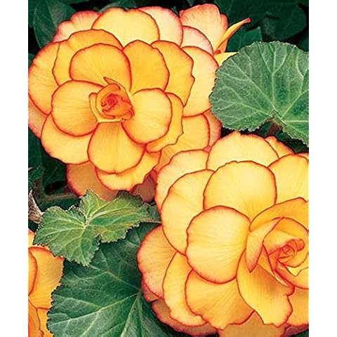 Ultrey Seed House - 10 Pieces Fragrance Begonia Bulbs Flower Seeds Hanging Basket Begonia Collection one of The Most Popular perennials for Shade! Cover