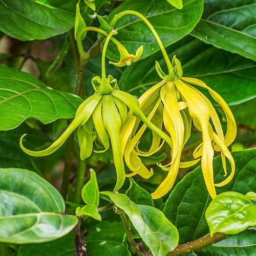Aceite esencial puro de Ylang Ylang 5ml miniatura 2