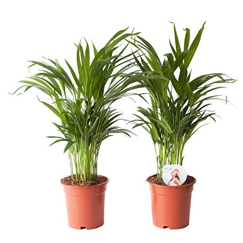 Indoor Plants from Botanicly – 2 × Gold Palm – Height: 65 cm – Areca dypsis lutescens