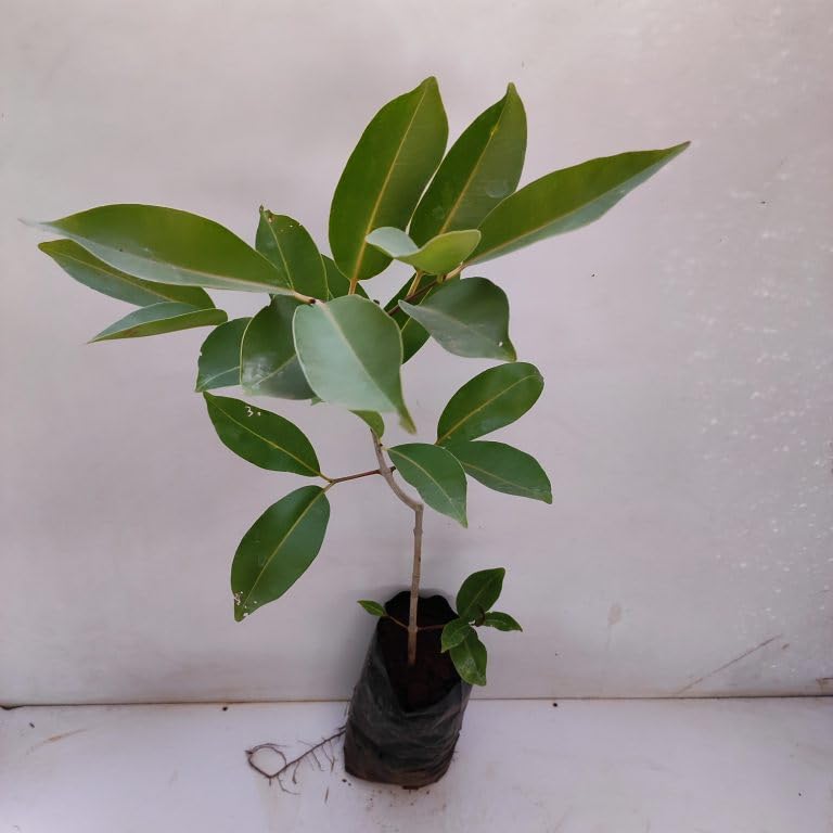 Black Jamun Grafted THAI VARIETY HYBRID LIVE PLANT, (1 Healthy Live Plant ; With Black Pot) (B0CY23NY57) Amazon Price History, Amazon Price Tracker