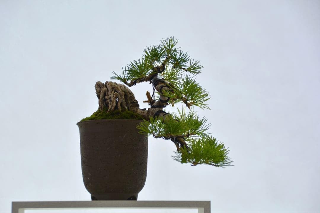 Y*a様 【盆栽】【観葉植物】吾妻五葉松(no.1) 半懸崖　樹齢25年以上 Amazon｜盆栽観葉植物吾妻五葉松(no.1) 半懸崖 樹齢25年以上｜観葉植物