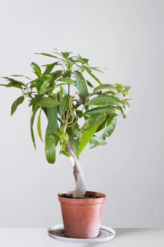 Grafted Sapling Stage