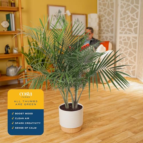 Image of Costa Farms Live Majesty Palm Indoor Plant, Real 3-4 Feet Tall Palm Tree in Decorative Plant Pot, Natural Air Purifier Room Decor, Low Maintenance Live Plants for Home Office, Pet Friendly