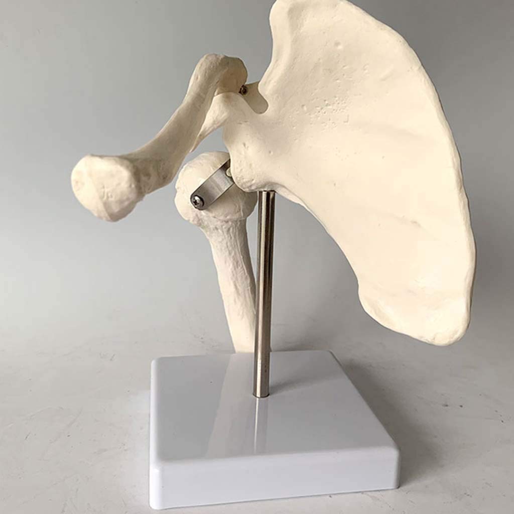 Modelo De Articulación del Hombro - Anatomía Anatómica del Modelo De Esqueleto Humano Anatomía - para El Estudio del Aula De Ciencias Muestra Modelo Médico, Equipo De Laboratorio