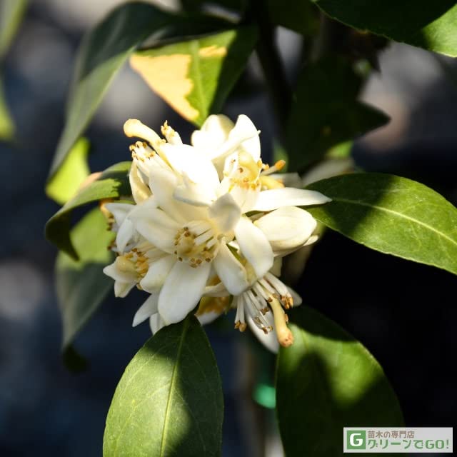 Amazon.co.jp: みかん 苗木 【みはや ［登録品種］】 3年生 接ぎ木 約