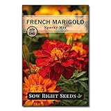 Sow Right Seeds - Sparky Marigold Seeds to Plant - Non-GMO Heirloom Seed Packet with Instructions - Medium Sized French Mix - Attract Bees and Butterflies, Deter Mosquitoes - Companion Plant (1)