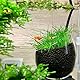 yeemeen Wasserpflanzentopf Aquarium, 2Pcs Aquarium Glas Cup, Aquarium Pflanzenhalter mit Saugnapf für Fish Tank Aquarium-Landschaft Dekorationen Topf für Aquarium