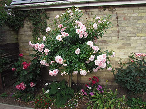 Precious Memories - Bareroot Floribunda Half Standard Rose - Stunning Displays of Pink Blooms, Memorial Gift Idea