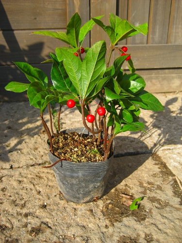 Amazon | ヤブコウジ（十両）ポット苗 可愛い赤い実がなります【常緑