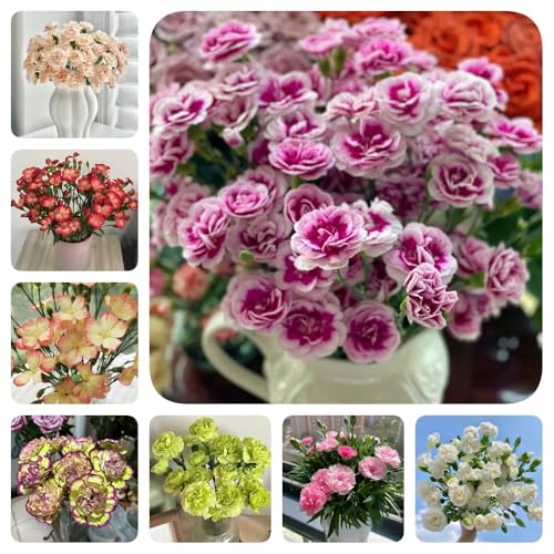 Semi di chiodi di garofano, semi di garofano dolce - giardino resistenti per il giardino semi di decorazione soggiorno 550pcs