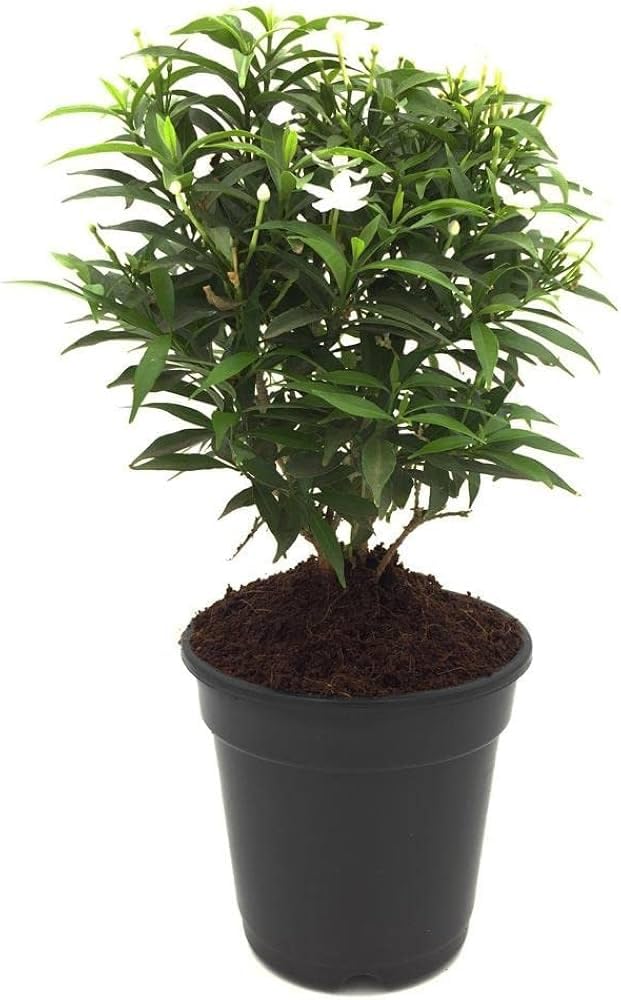 Delorea Chandni White Flowering Live Plant With Pot pack of 1 (B0DFCQW99P) Amazon Price History, Amazon Price Tracker