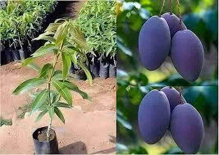 High Yield Rare Black Stone Mango Plant Live Upto 2feet Height Grafted Mature Plant Suitable for Container Gardening (Pack of 1) 3