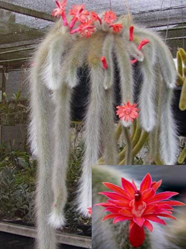Amazon | 【種子】Hildewintera(Cleistocactus) Colademononisヒルデ