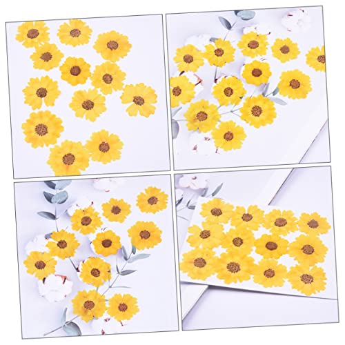 Flores secas margaritas 24 piezas para manualidades DIY miniatura 3