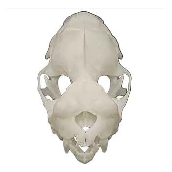 高品質！珍獣 ウマヅラコウモリ ♂ の頭骨 ☆ 即納 ☆ 高品質！珍獣 ウマヅラコウモリ ♂ 頭骨 - 頭骨