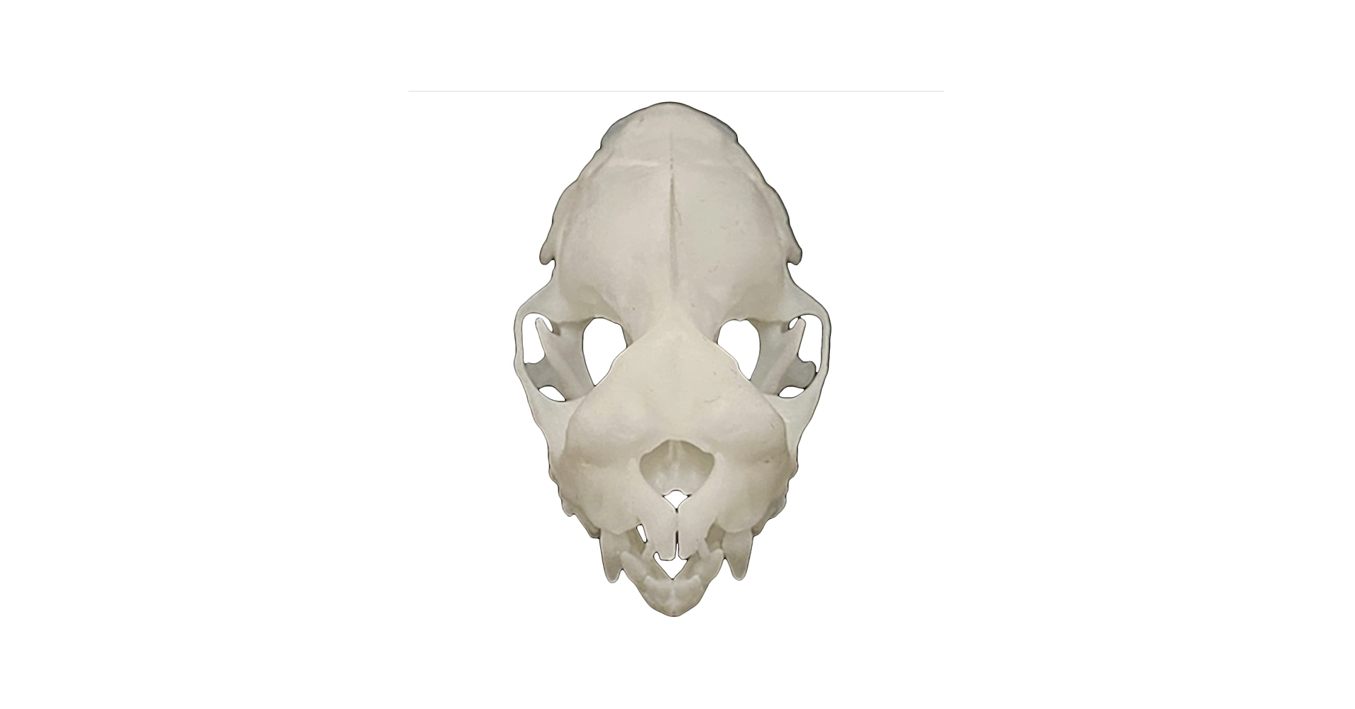 高品質！珍獣 ウマヅラコウモリ ♂ の頭骨 ☆ 即納 ☆ 高品質！珍獣 ウマヅラコウモリ ♂ 頭骨 - 頭骨