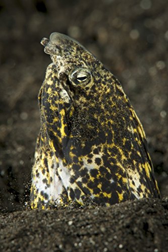 Marbled snake eel (Callechelys marmorata) emerging...
