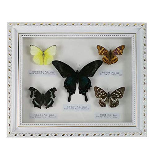 White Frame Butterfly Specimens Biological Specimens Scientific Teaching Apparatus and Experimental Apparatus